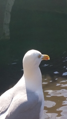 Larus argentatus