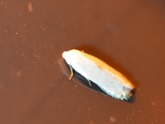 Opostegidae