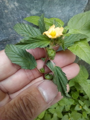 Malvastrum coromandelianum