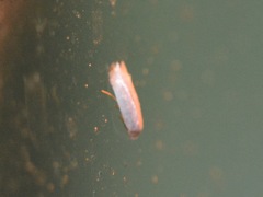 Opostegidae