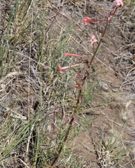 Ipomopsis aggregata collina