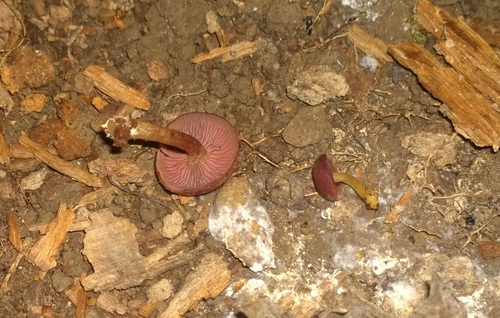 Callistosporium purpureomarginatum image