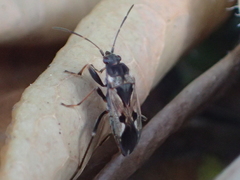 Rhyparochromus