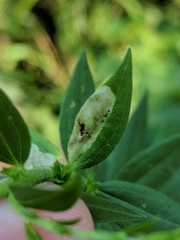 Calycomyza solidaginis