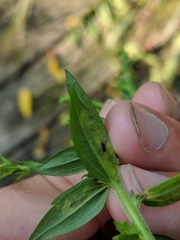 Calycomyza solidaginis