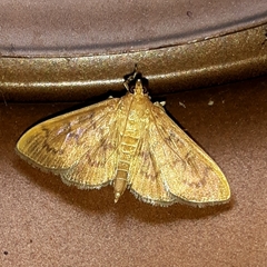 Psara obscuralis