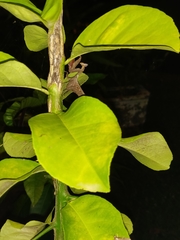 Acanthops parafalcata