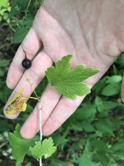 Ribes hirtellum