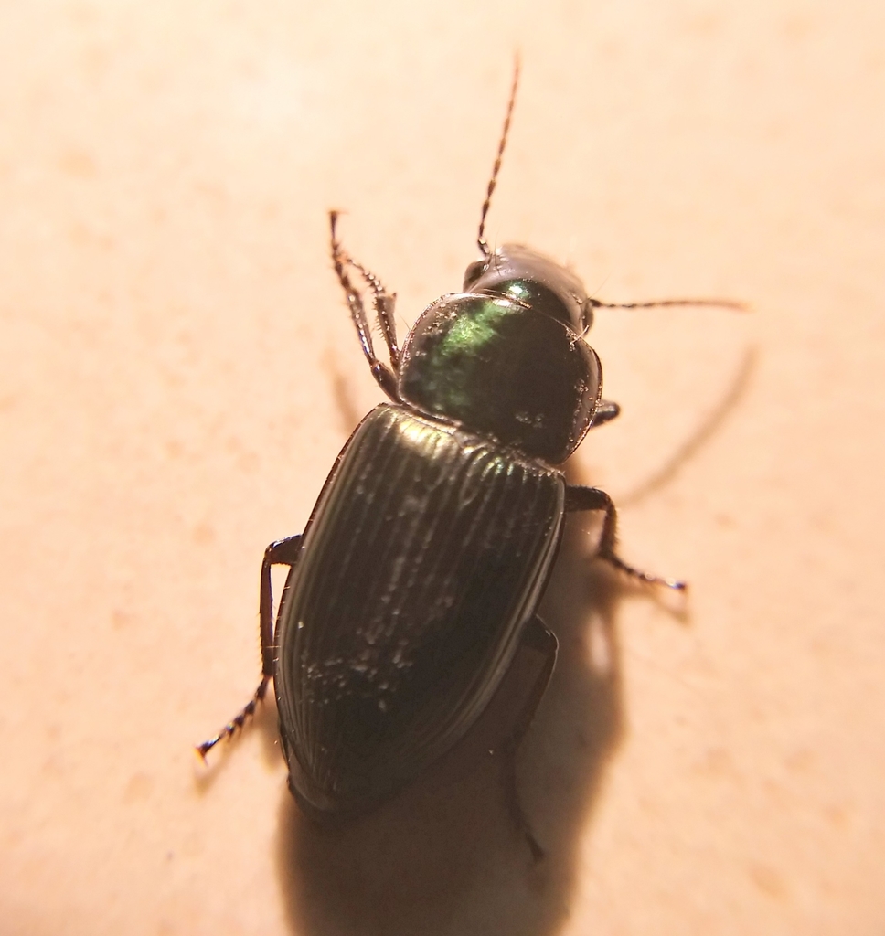 Notiobia peruviana