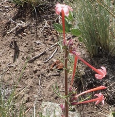 Ipomopsis aggregata collina