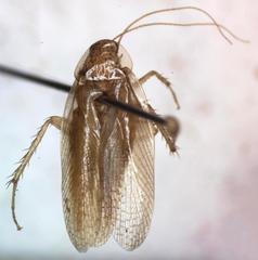 Imblattella chagrensis