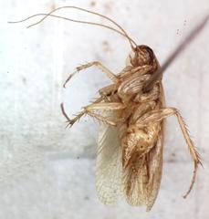 Imblattella chagrensis