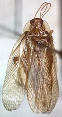 Imblattella chagrensis