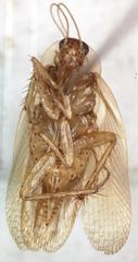 Imblattella chagrensis