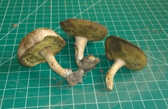 Boletus pallidus image
