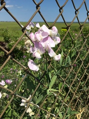Lathyrus odoratus