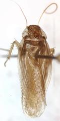 Imblattella chagrensis