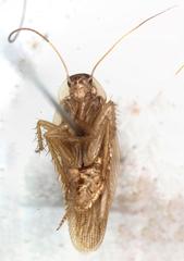 Imblattella chagrensis