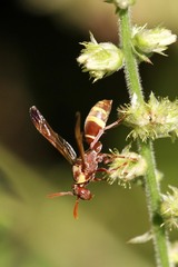Polistes badius