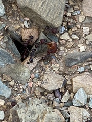 Pogonomyrmex rugosus
