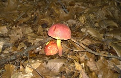 Lanmaoa pallidorosea