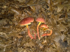 Lanmaoa pallidorosea