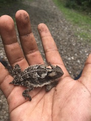 Phrynosoma taurus