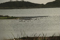 Cladorhynchus leucocephalus