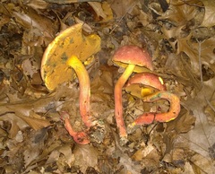 Lanmaoa pallidorosea