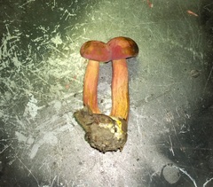 Lanmaoa pallidorosea