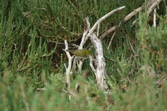 Zosterops lateralis chloronotus