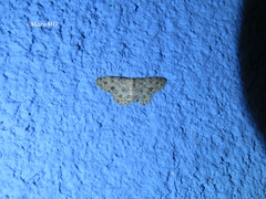 Scopula plantagenaria