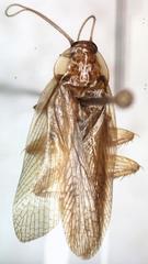 Imblattella chagrensis