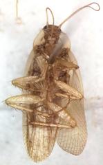 Imblattella chagrensis