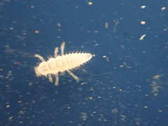 Psyllobora vigintimaculata