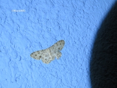 Scopula plantagenaria