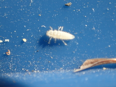 Psyllobora vigintimaculata