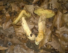 Leccinellum crocipodium