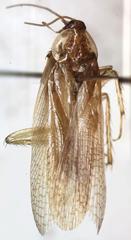 Imblattella chagrensis
