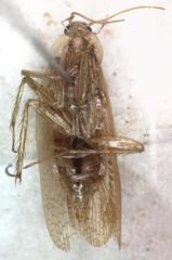 Imblattella chagrensis