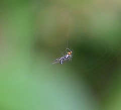 Leucauge argyrobapta