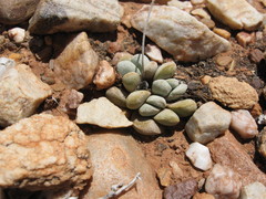 Crassula tecta