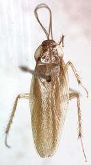 Imblattella chagrensis