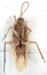 Imblattella chagrensis