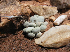 Crassula tecta
