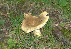 Russula pulverulenta