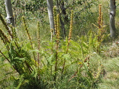 Pedicularis bracteosa