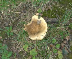 Russula pulverulenta