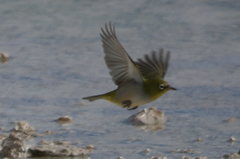 Zosterops lateralis chloronotus