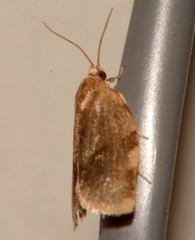 Choristoneura fractivittana